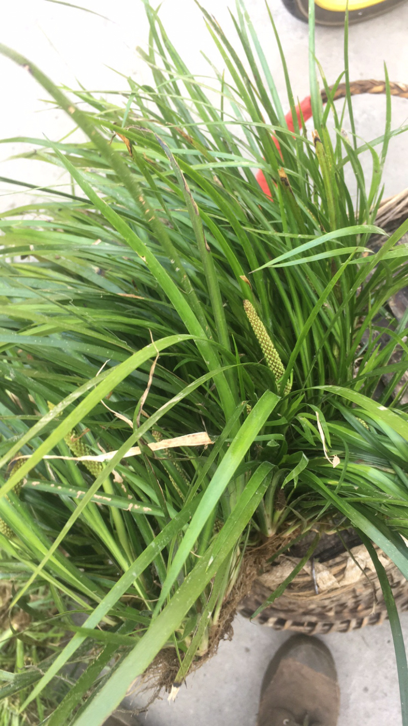 供应石菖蒲幼苗、一手货源，保证品质