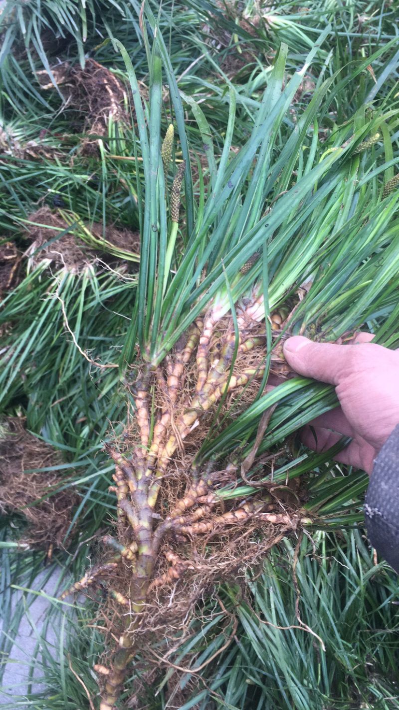 供应石菖蒲幼苗、一手货源，保证品质