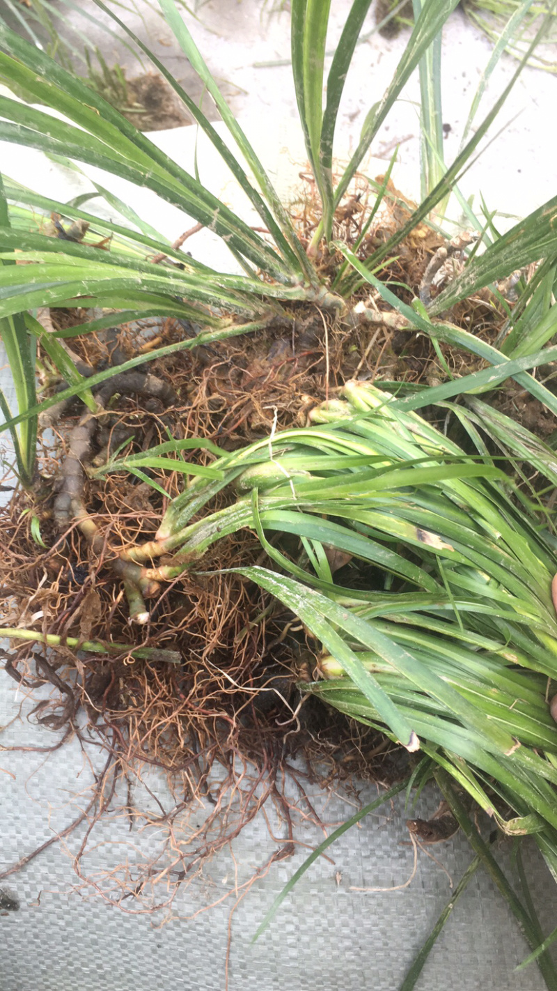 供应石菖蒲幼苗、一手货源，保证品质