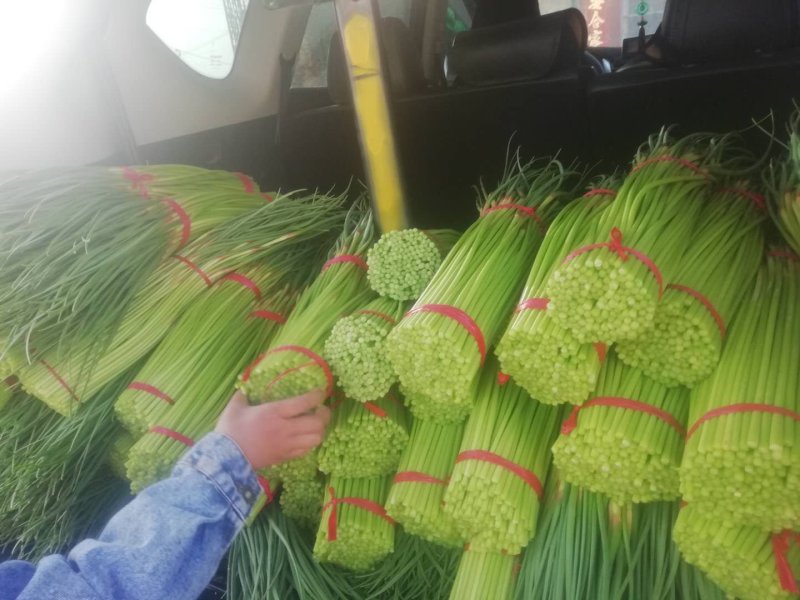 精品红帽蒜薹保质保量量大从优一手货源