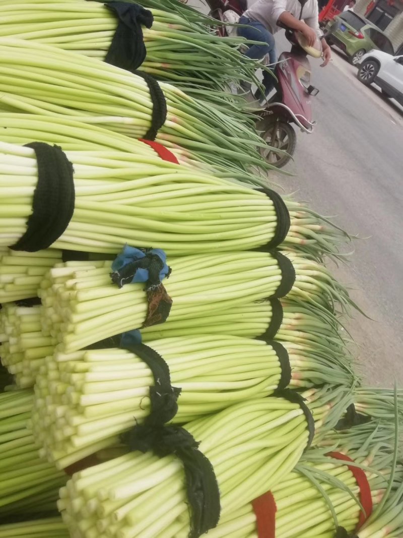精品红帽蒜薹保质保量量大从优一手货源