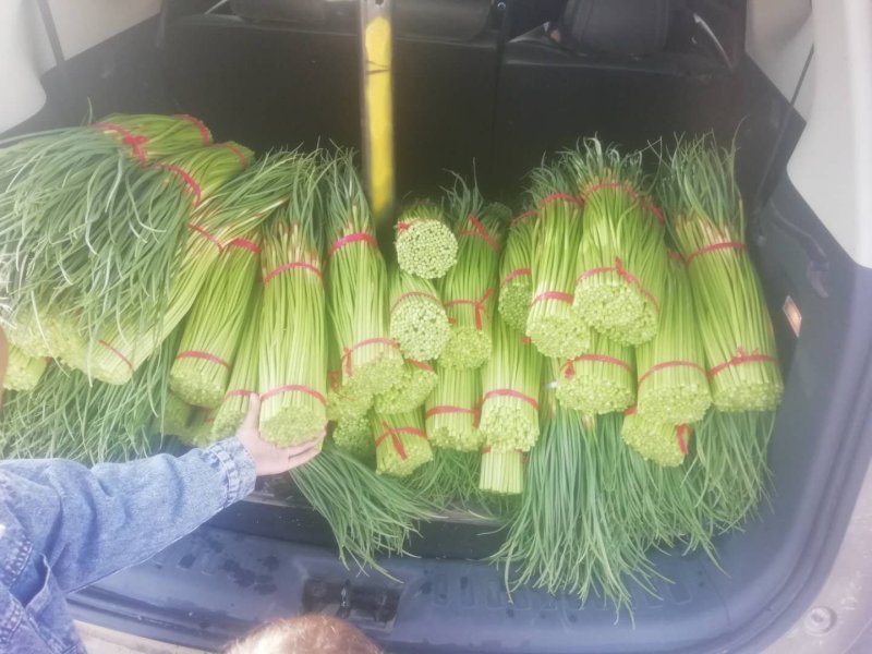 精品红帽蒜薹保质保量量大从优一手货源