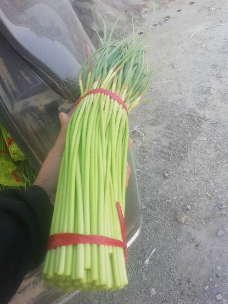 精品红帽蒜薹保质保量量大从优一手货源