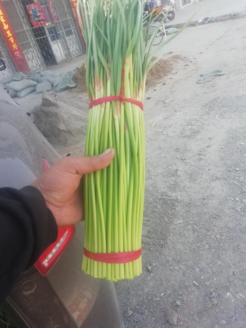 精品红帽蒜薹保质保量量大从优一手货源