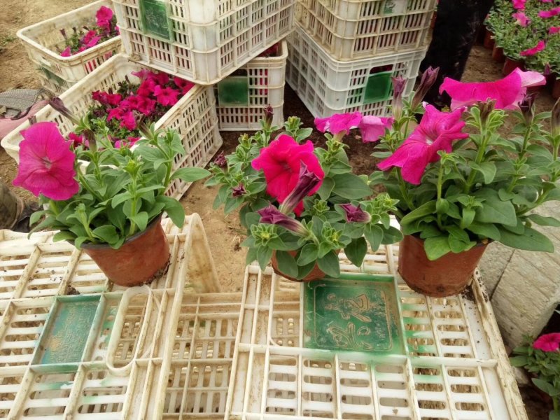 牵牛花（喇叭花），花色多，花开艳丽，易成活