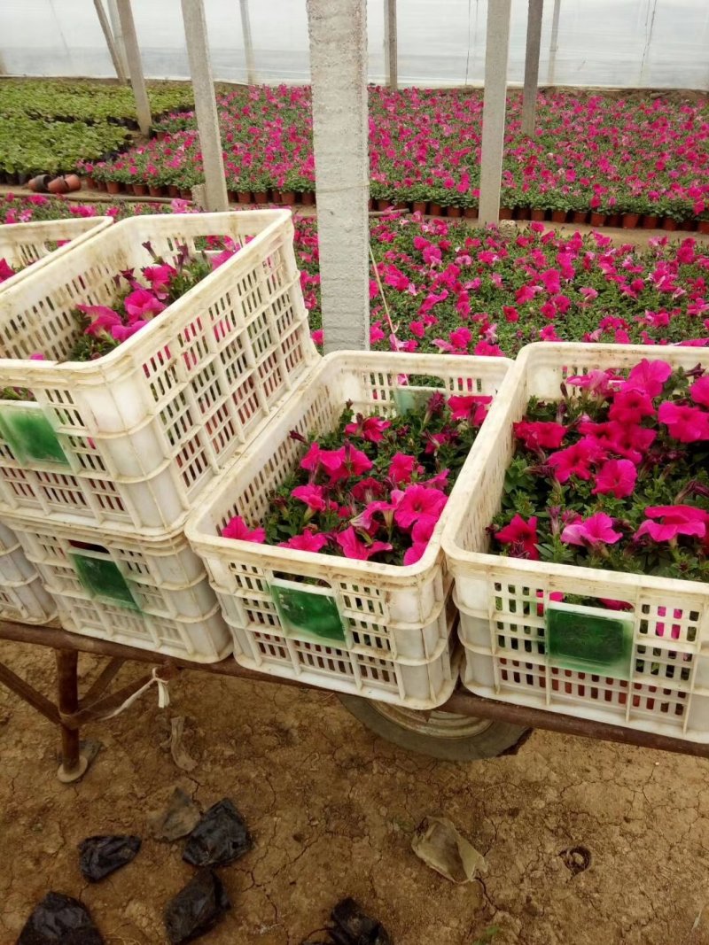 牵牛花（喇叭花），花色多，花开艳丽，易成活