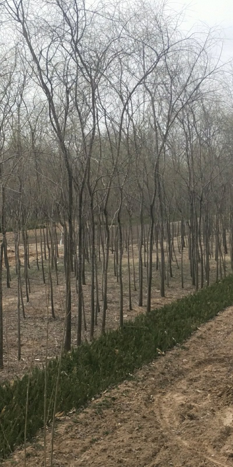 大量便宜出售4-10公分的垂柳