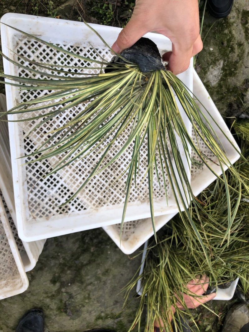 花叶芦竹，基地直销大量有货常年供应各种草花苗木起