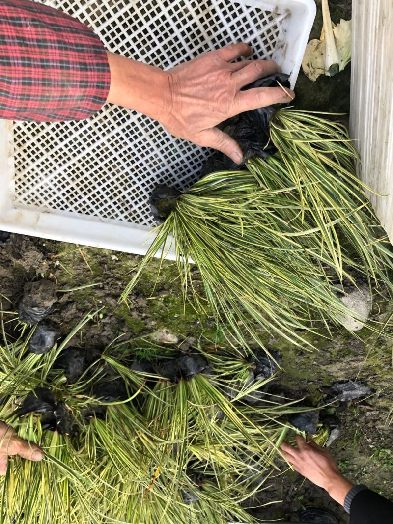花叶芦竹，基地直销大量有货常年供应各种草花苗木起