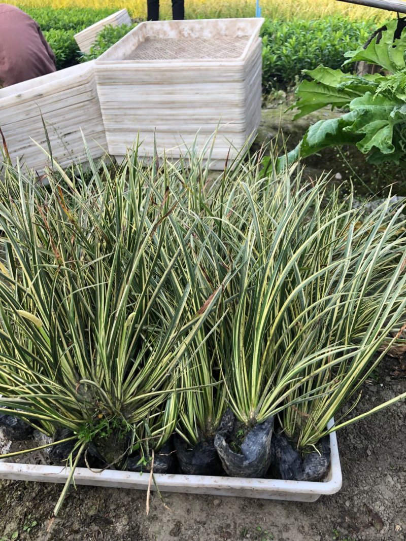 花叶芦竹，基地直销大量有货常年供应各种草花苗木起