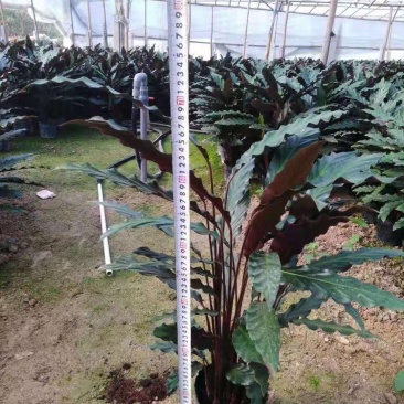 波浪竹芋原装带土盆装发货自产自销大量有货