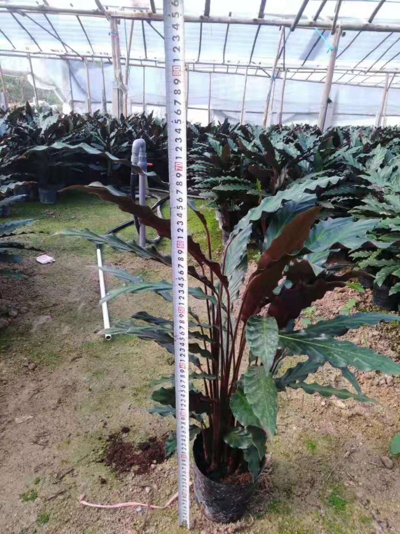 波浪竹芋原装带土盆装发货自产自销大量有货