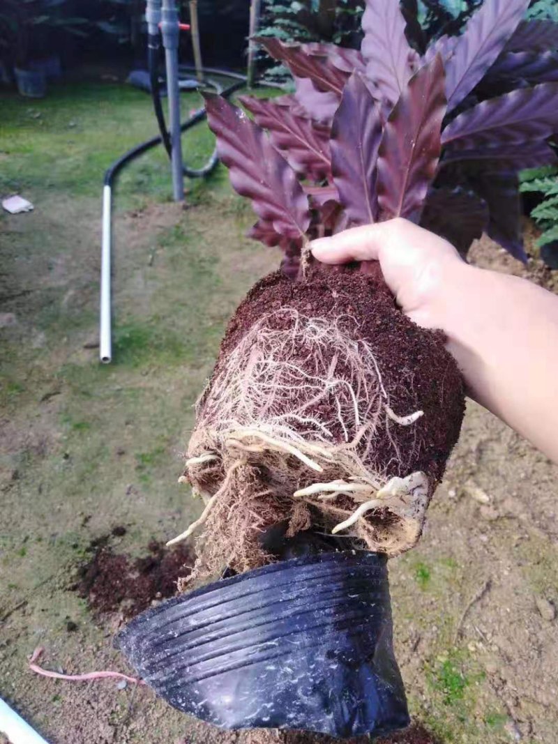 波浪竹芋原装带土盆装发货自产自销大量有货