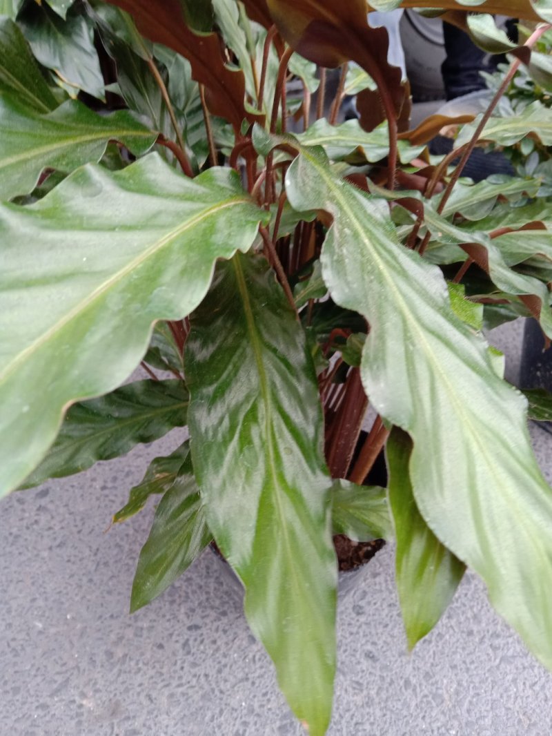 波浪竹芋原装带土盆装发货自产自销大量有货