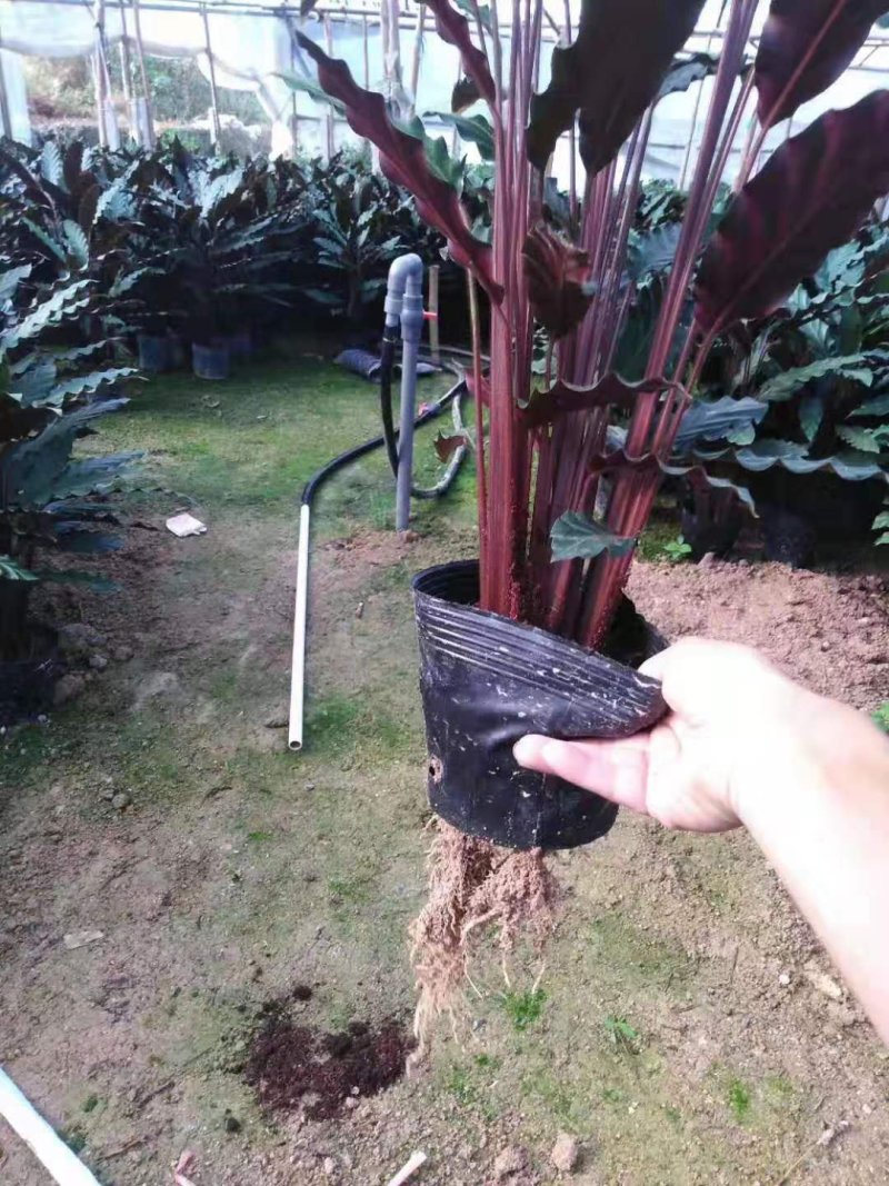波浪竹芋原装带土盆装发货自产自销大量有货