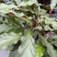 波浪竹芋原装带土盆装发货自产自销大量有货