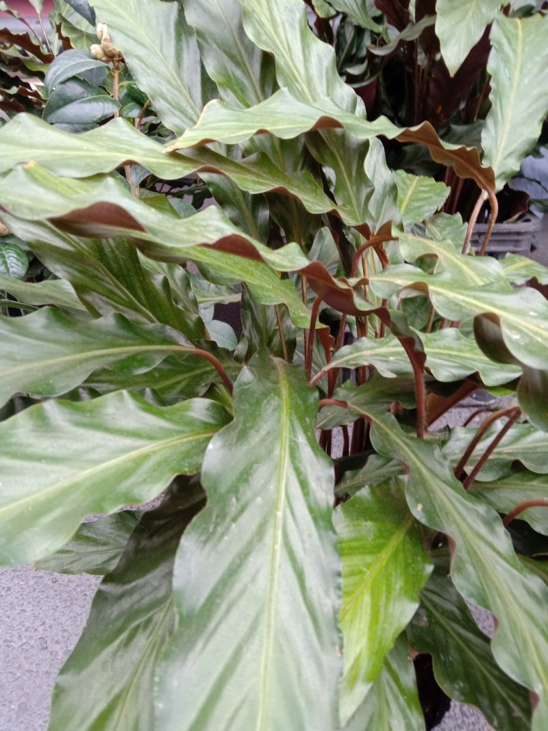 波浪竹芋原装带土盆装发货自产自销大量有货