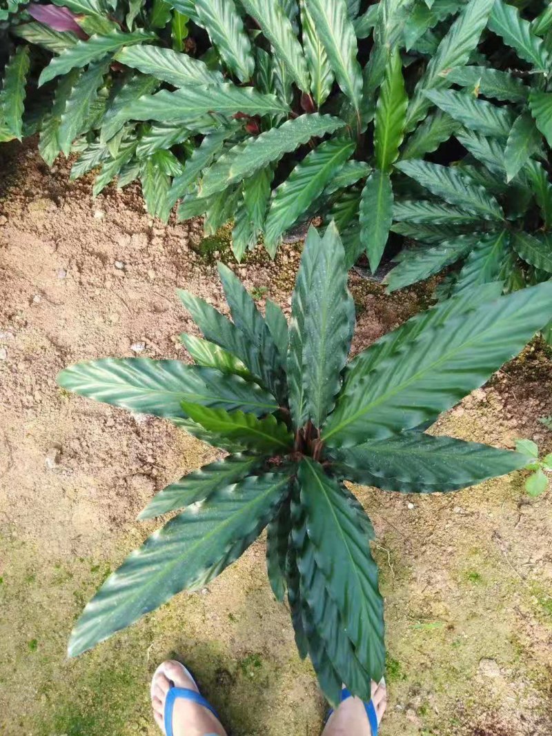 波浪竹芋原装带土盆装发货自产自销大量有货