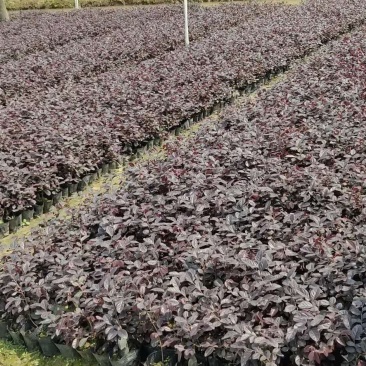 红继木基地直供绿化工程袋苗质优价低