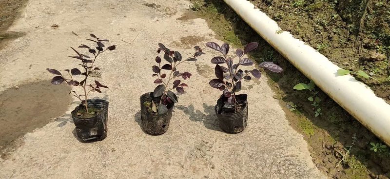 红继木基地直供绿化工程袋苗质优价低