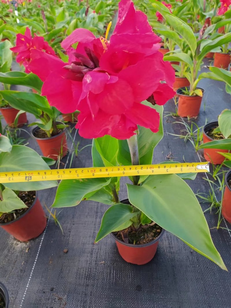 红继木基地直供绿化工程袋苗质优价低