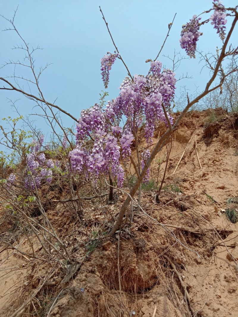槐花