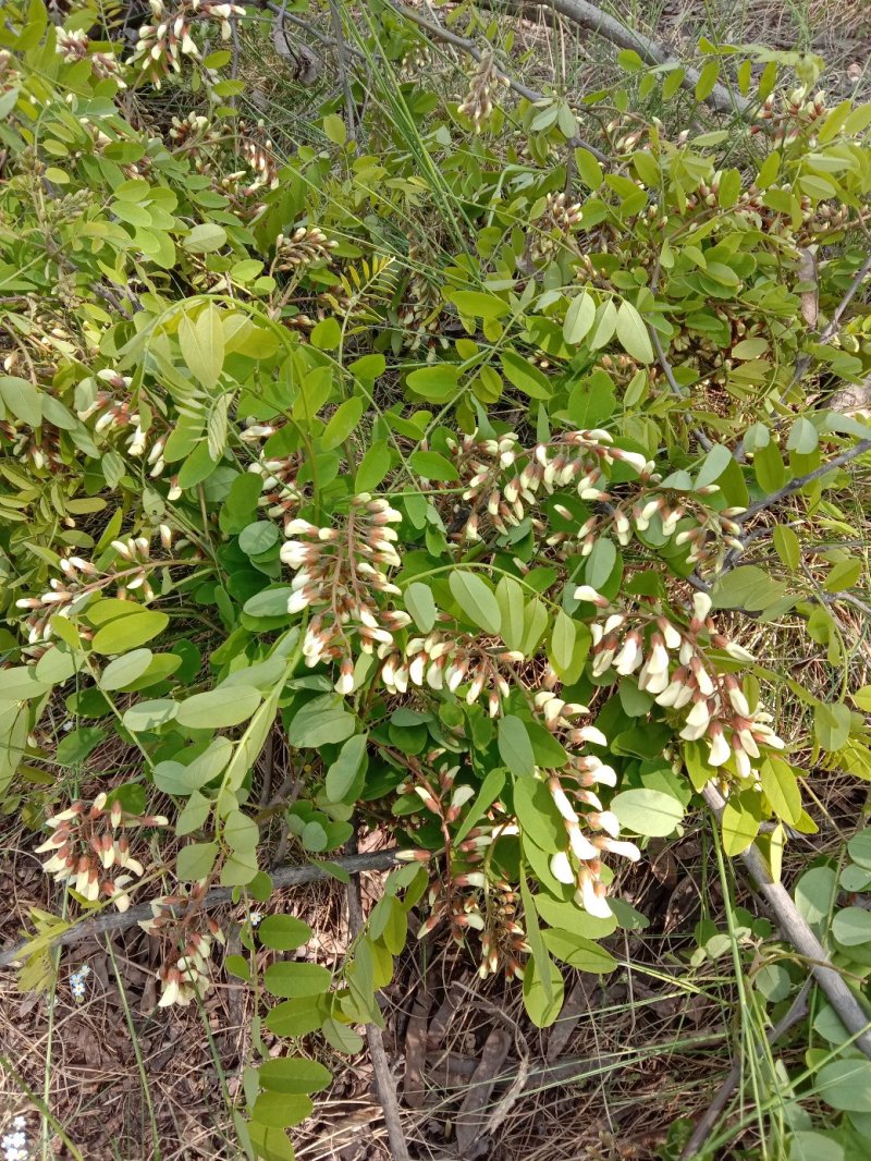 槐花