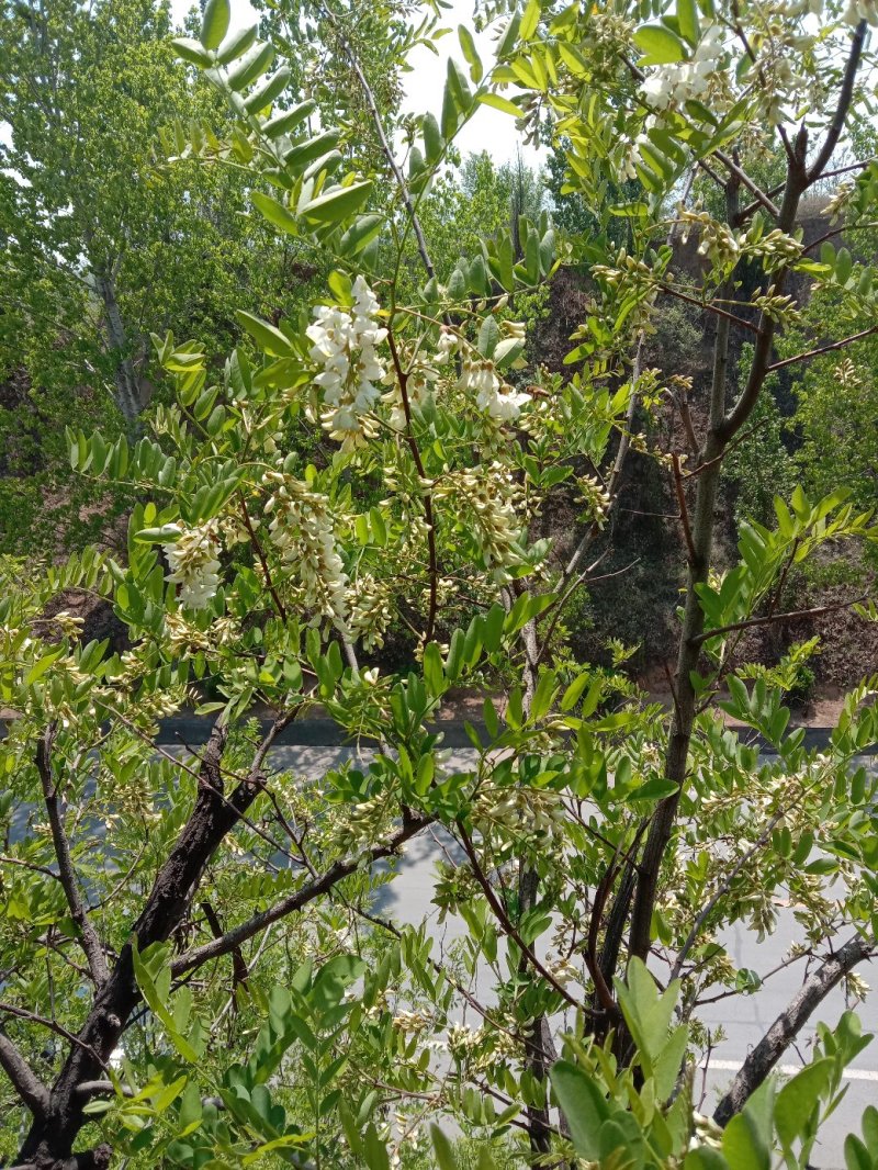 槐花