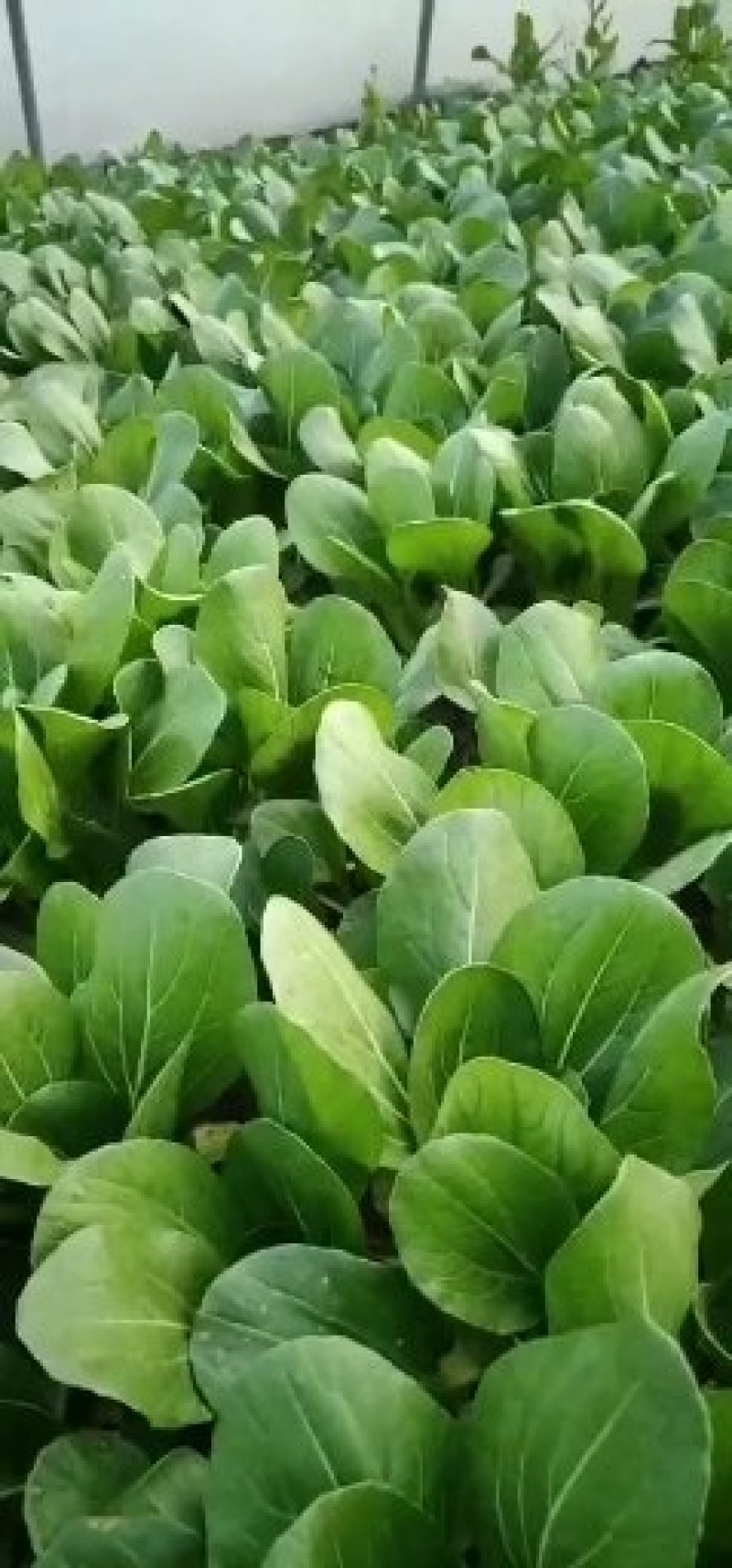 上海青小青菜油菜