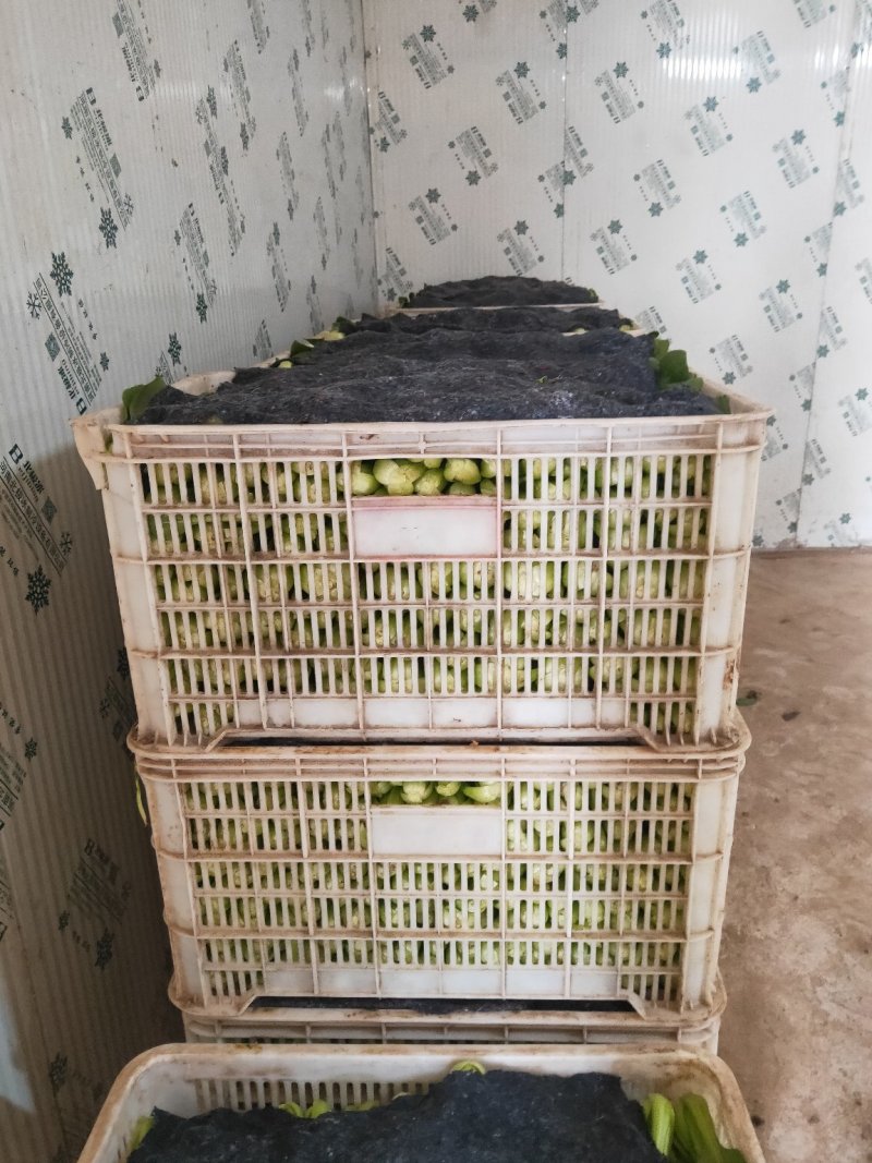 上海青小青菜油菜