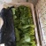 上海青小青菜油菜