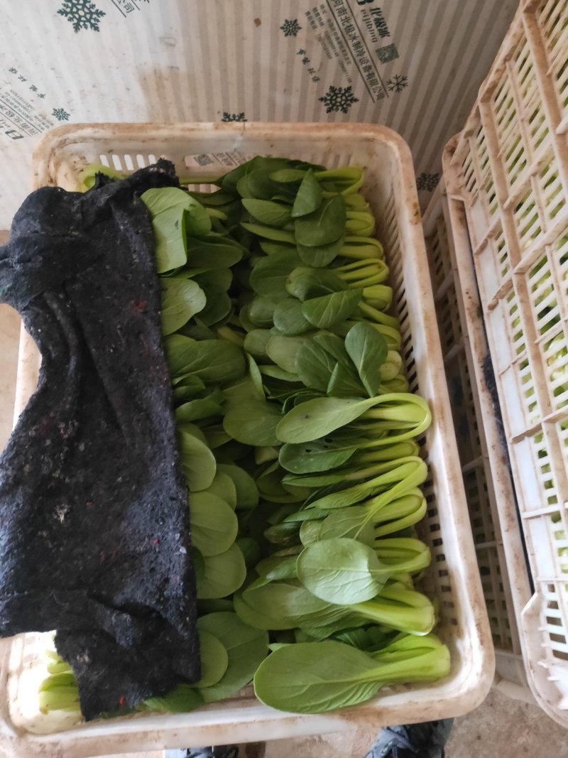 上海青小青菜油菜