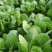 上海青小青菜油菜