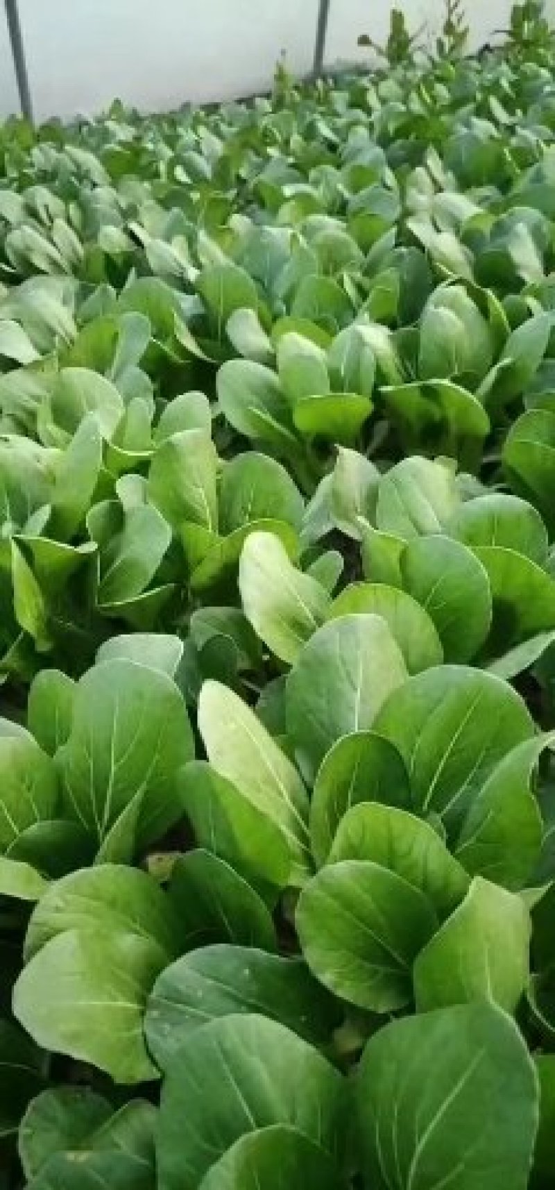 上海青小青菜油菜