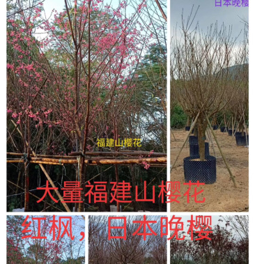 [樱花树批发]福建山樱花3-12公分可视频看货价格750.