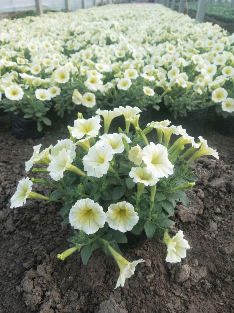 金盏菊，基地直销大量有货常年供应各种草花苗木