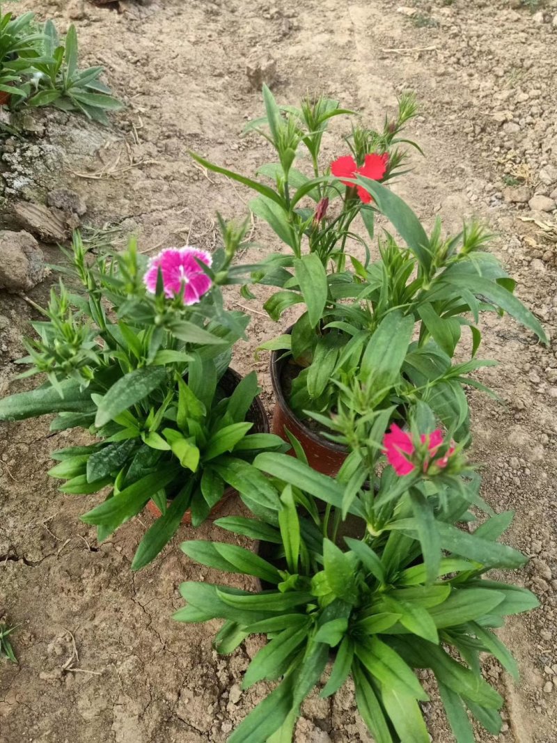 金盏菊，基地直销大量有货常年供应各种草花苗木
