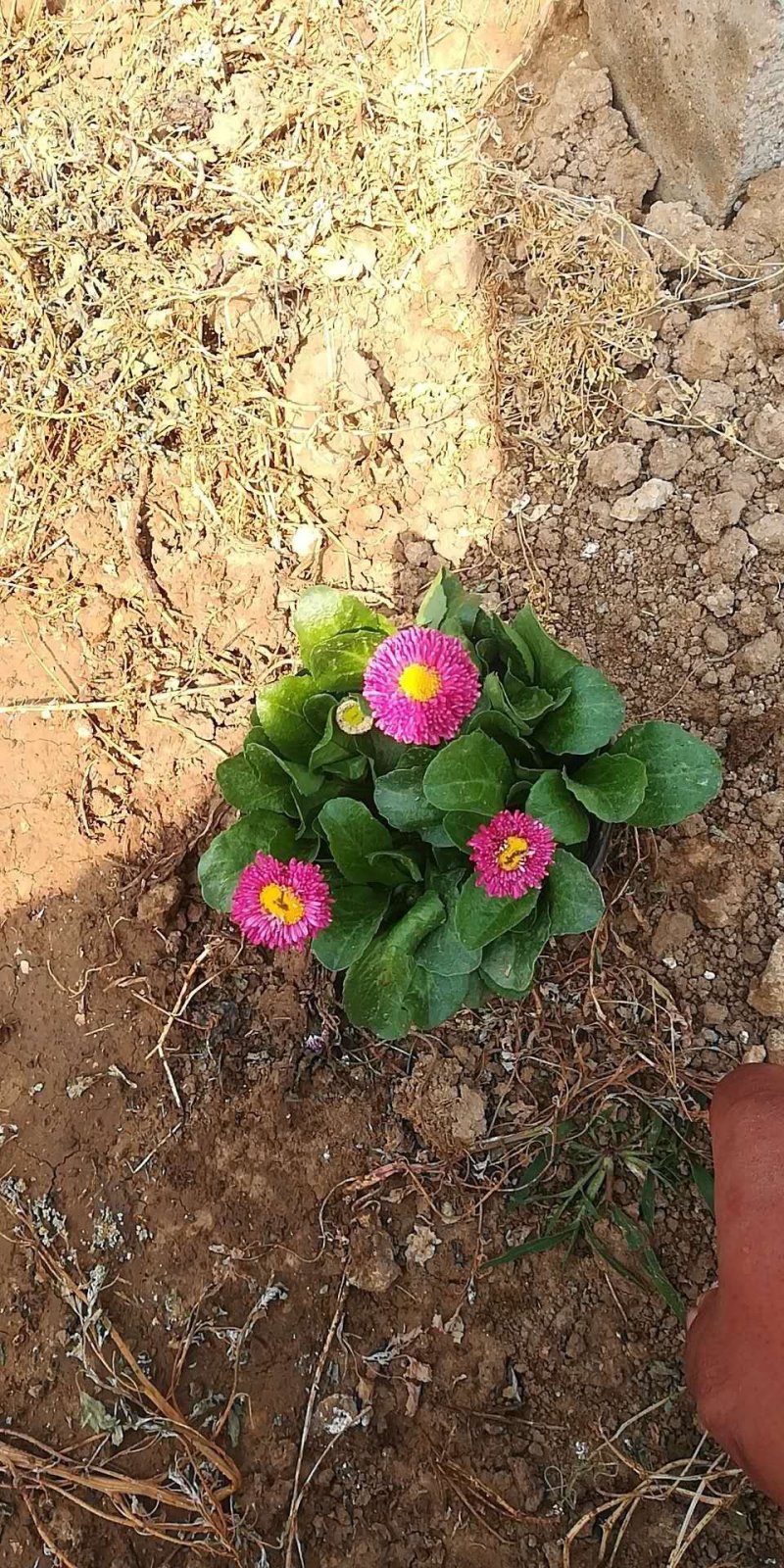 金盏菊，基地直销大量有货常年供应各种草花苗木