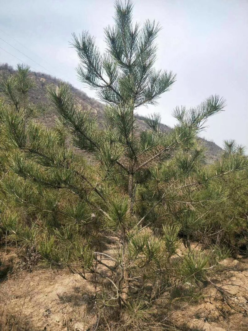 油松定植树