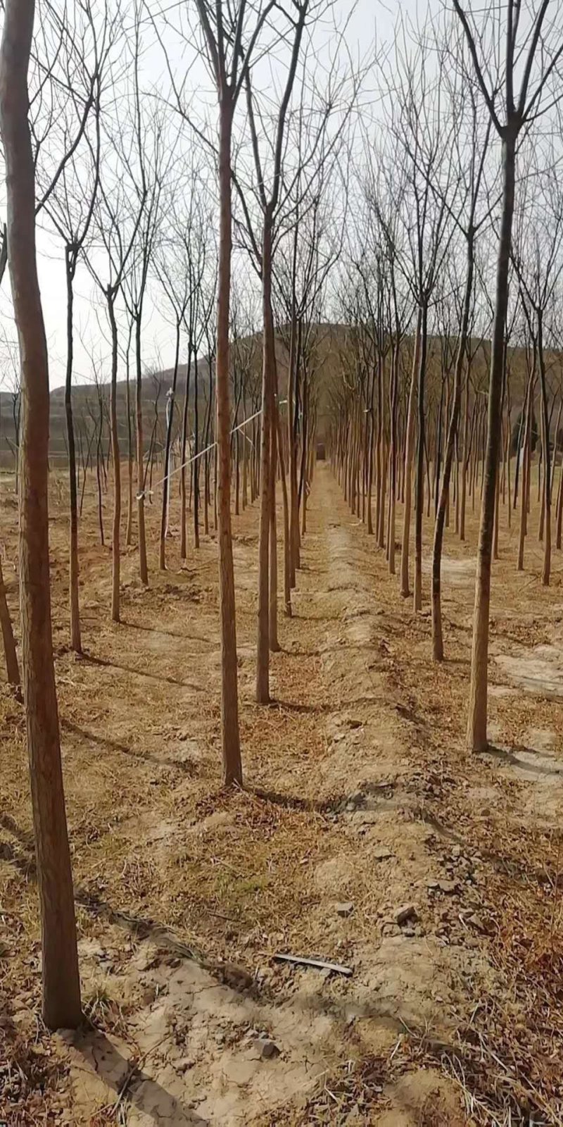 国槐