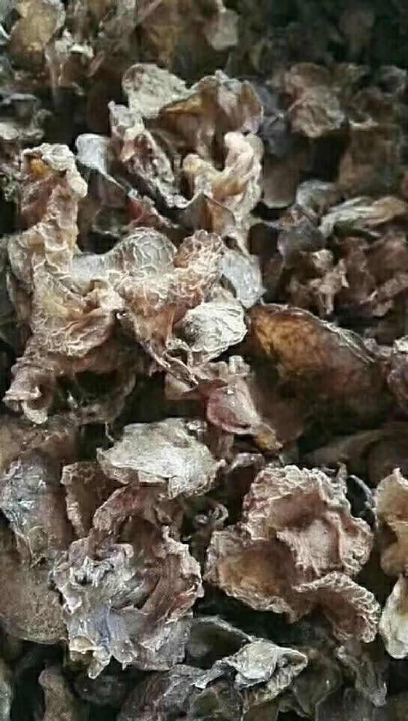 云南大山野木耳，每年都是雨水后才有。