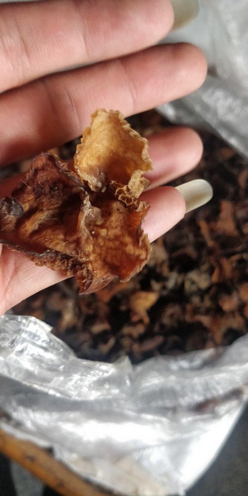 云南大山野木耳，每年都是雨水后才有。