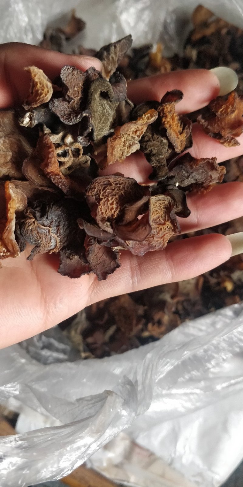 云南大山野木耳，每年都是雨水后才有。