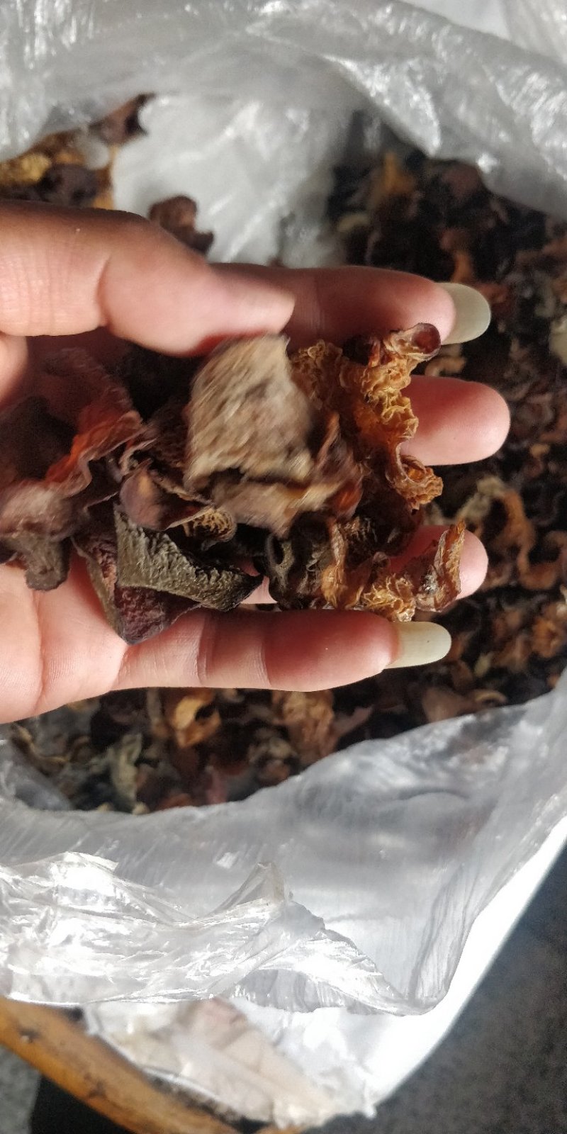 云南大山野木耳，每年都是雨水后才有。