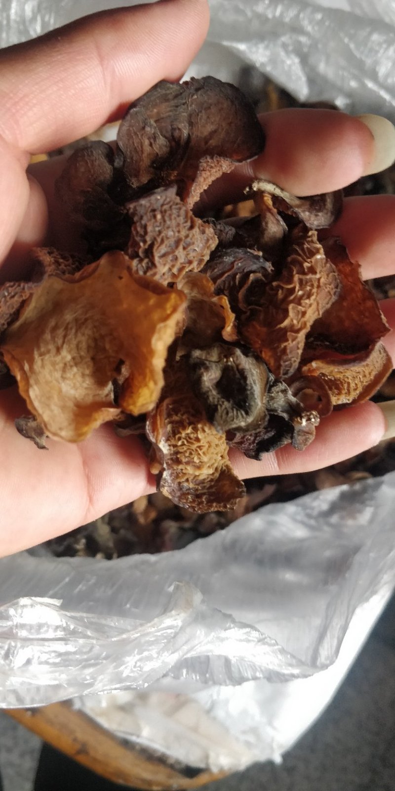 云南大山野木耳，每年都是雨水后才有。