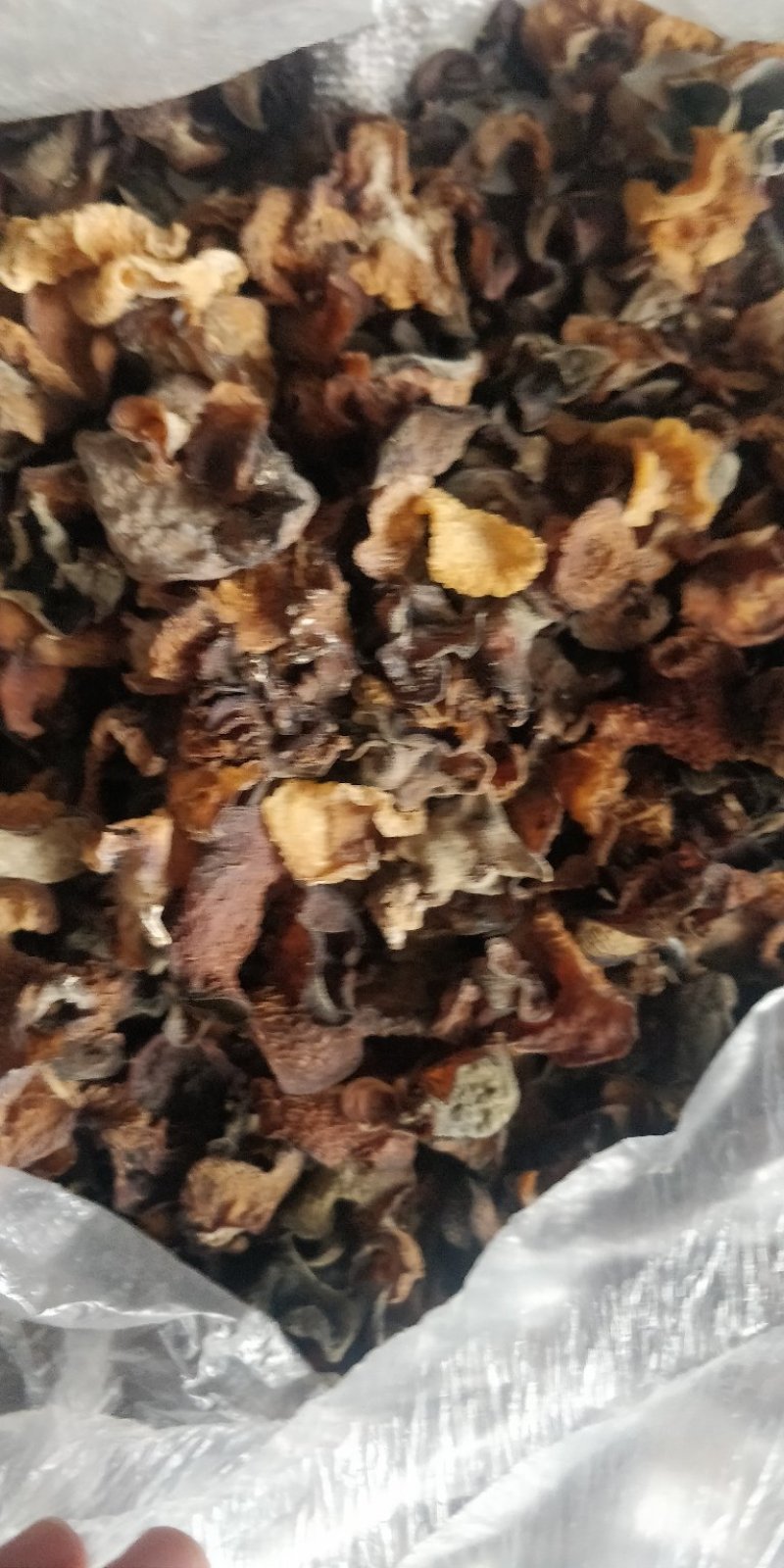 云南大山野木耳，每年都是雨水后才有。
