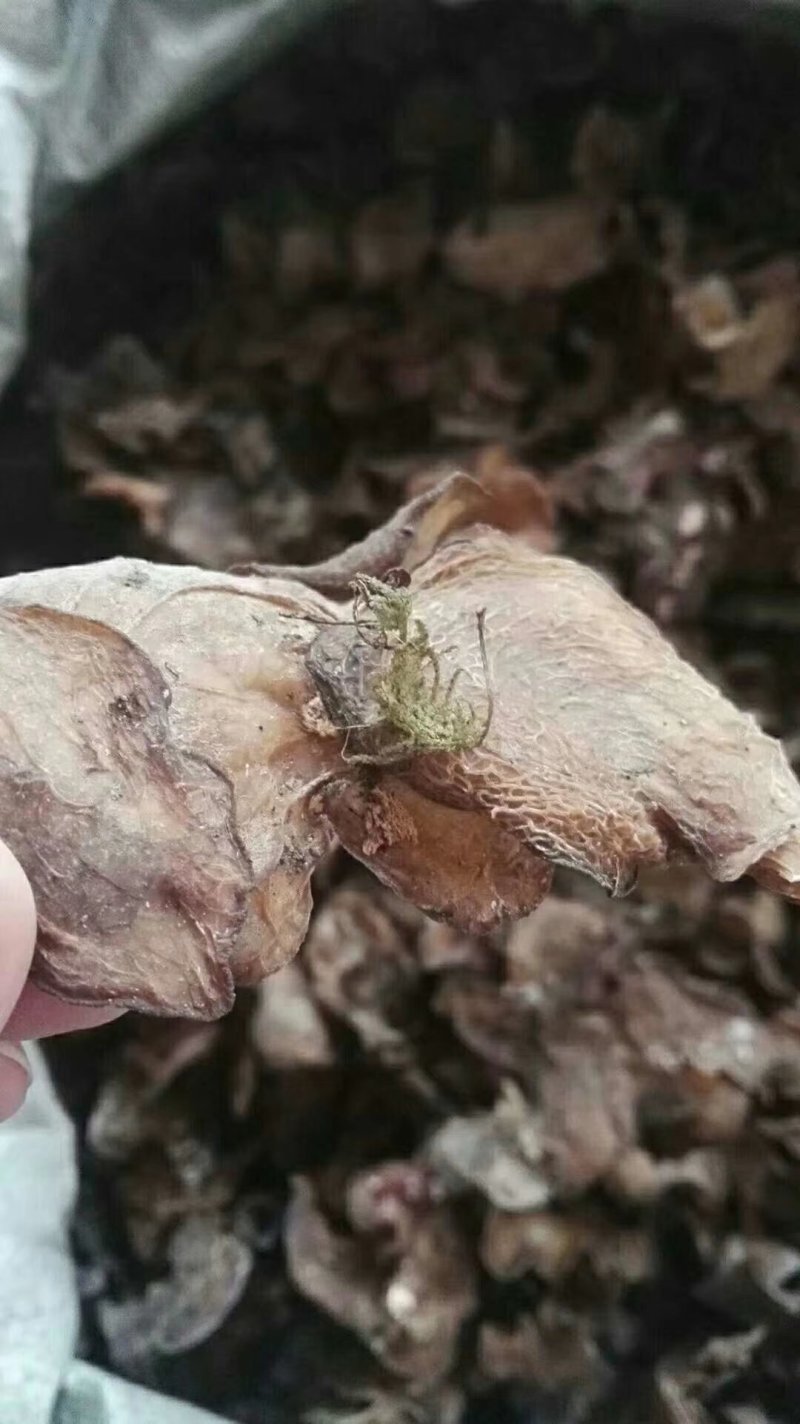 云南大山野木耳，每年都是雨水后才有。