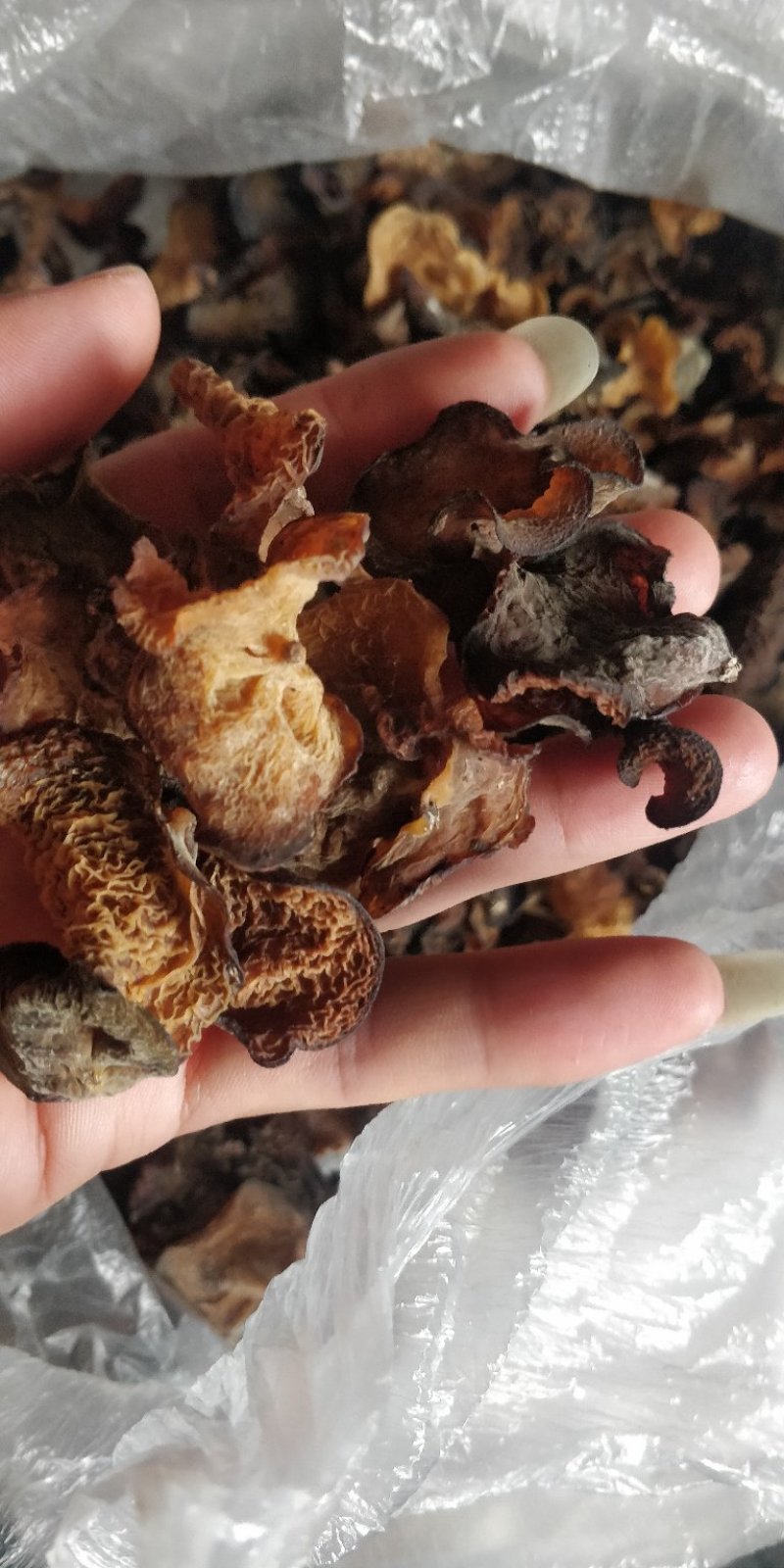 云南大山野木耳，每年都是雨水后才有。
