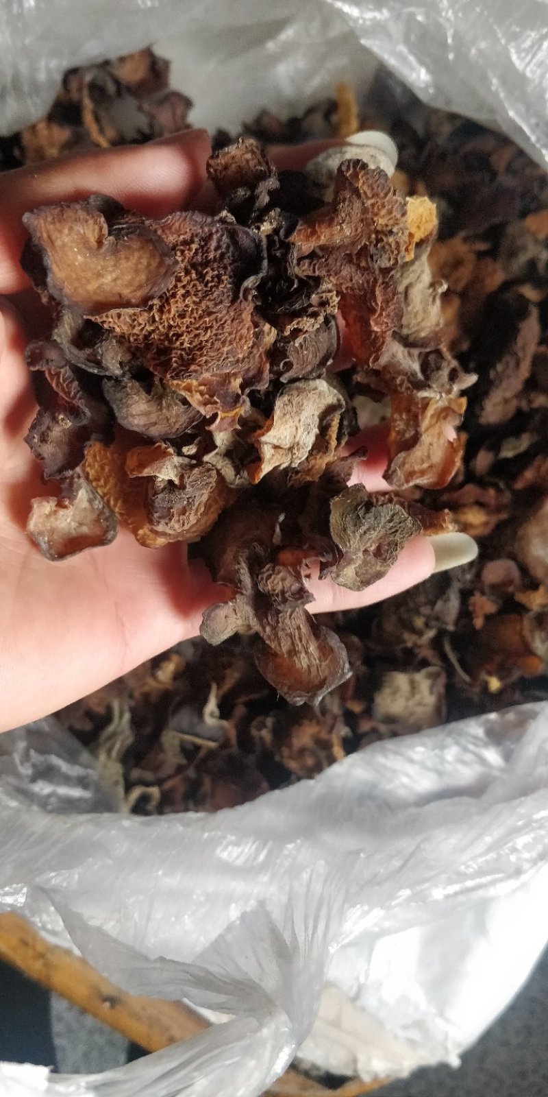 云南大山野木耳，每年都是雨水后才有。