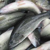加州鲈鱼淡水鲈鱼冻品，新鲜直达，可全国发货，常年供应